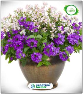 Verbena Mix Perennial Herbaceous Flowering Plants Blue Flower Seeds For Summer Season Perfect Home Garden Plant Seeds