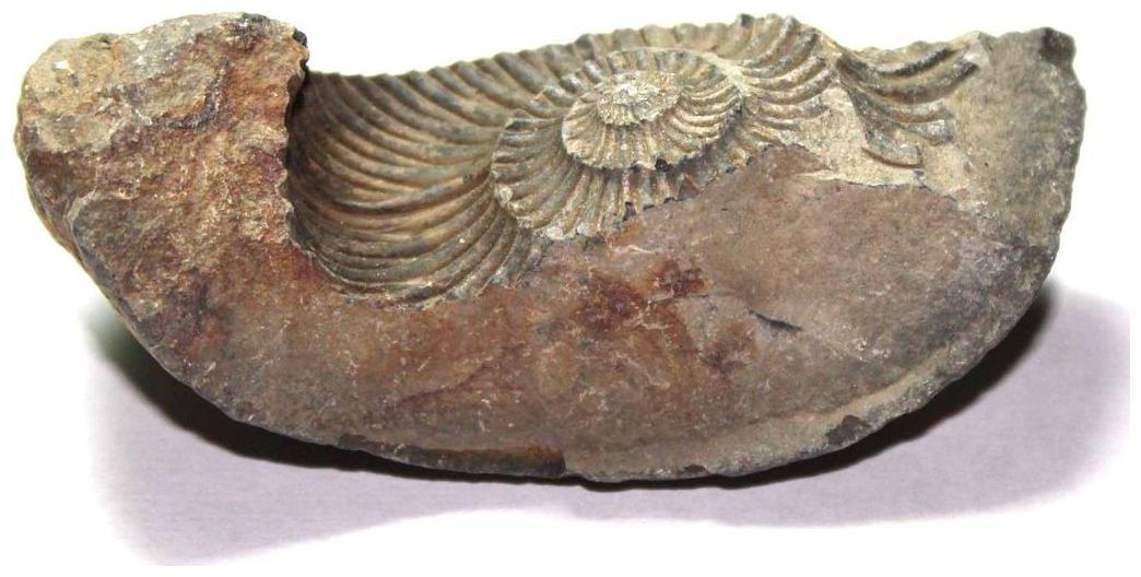 

Very Rare Natural Shaligram 119g Salagrama stone Gandaki River Nepal AJ324 GRADE AA TOP QUALITY