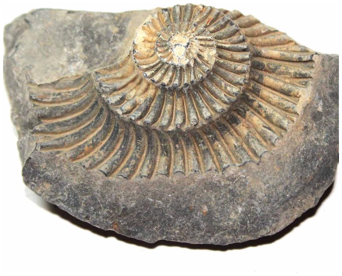 

Very Rare Natural Shaligram 64g Salagrama stone Gandaki River Nepal A111 GRADE AA TOP QUALITY