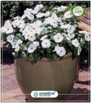 Vinca Dwarf Deep Rose Summer Flower Seeds For Gardening Perfect Home Garden Plant Seeds