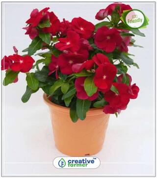 Vinca Herbaceous Plant Gardening Seeds For Garden Perfect Home Garden Plant Seeds