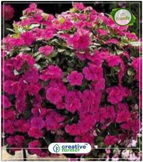 Vinca Shavam Naari Gardening Seeds Flower Summer Perfect Home Garden Plant Seeds
