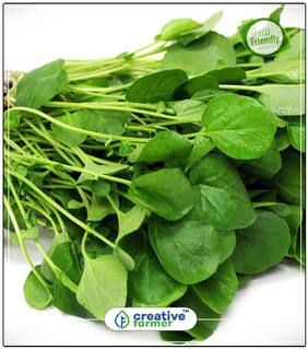 Watercress Leafy Herb Seeds Herb Seeds For Planting Perfect Home Garden Plant Seeds