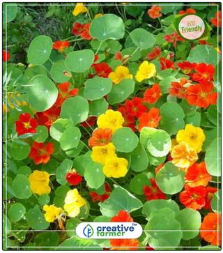 Watercress Plant Seeds Gardening Seeds Flower Perfect Home Garden Plant Seeds