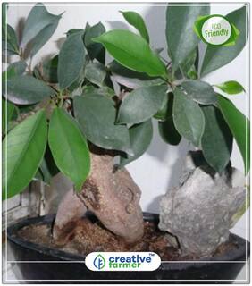 Wavy Leaf Ficus Big Tree Seeds Perfect Home Garden Plant Seeds