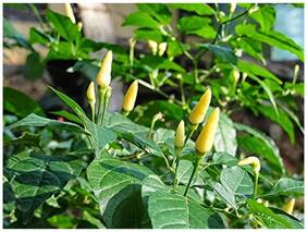 White Bird Eye Chilli Seeds - Kanthari Mulaku;Thai Pepper;Tiny Chilli Seeds - Vegetable Seeds For Winter Kitchen : Kitchen Garden Pack by Creative Farmer
