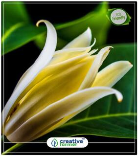 White Champa Flowering Trees Of India Perfect Home Garden Plant Seeds