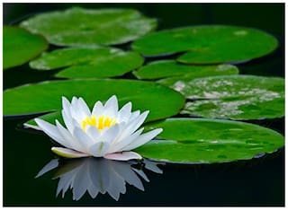 White Lotus Flower Seeds - Kamal Flower Seeds -15 Seeds by Creative Farmer