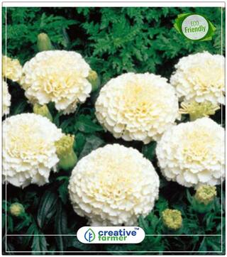 White Marigold Heirloom Plant Seeds Kitchen Garden Seeds Perfect Home Garden Plant Seeds