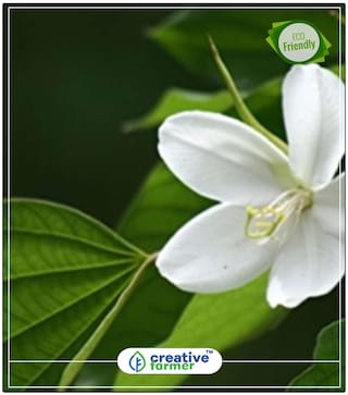 White Orchid Like Flowering Plant [Orchid Like Flower] Flowering Plants For Summer Perfect Home Garden Plant Seeds