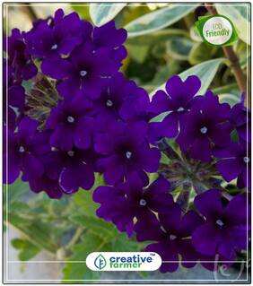 Wild Hysso Red Mix Blue Winter Seeds To Plant Perfect Home Garden Plant Seeds