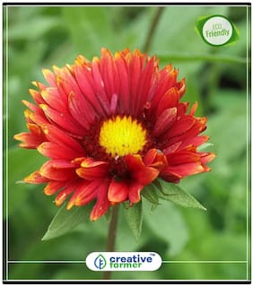 Wildflower Meadow Firewheel Seeds Plants Seeds For Mini Pots Perfect Home Garden Plant Seeds