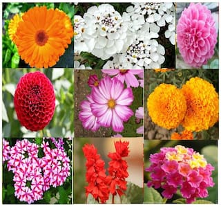 Winter 10 Types Combo Flower Seeds