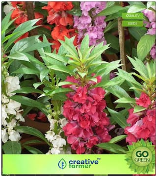 Winter Seeds : Balsam - Good For Hanging Pot Premium Kitchen Garden Plant Seeds
