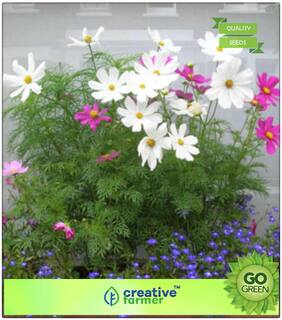 Winter Seeds For Home Garden : Best Flower Seeds Winter - Cosmos V1 Mix Premium Kitchen Garden Plant Seeds