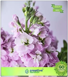 Winter Seeds : Stocks Flower - Freez Mix Premium Kitchen Garden Plant Seeds