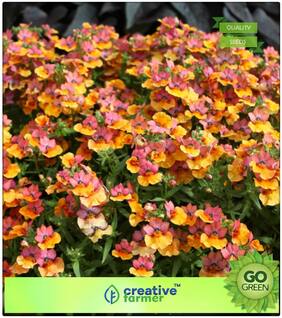 Winter Seeds : Nemesia-Giant Carnivel Mixed Premium Kitchen Garden Plant Seeds