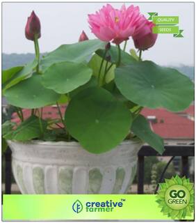 Winter Seeds For Home Garden : Lotus Flower Seeds Red & White Mixed Package Premium Kitchen Garden Plant Seeds