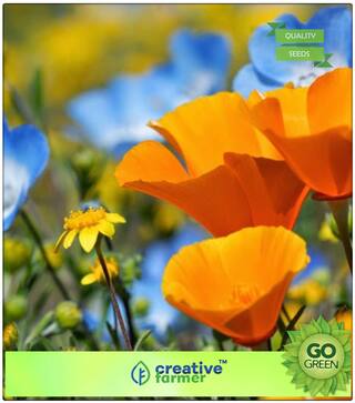 Winter Seeds For Home Garden : Golden Poppy Premium Kitchen Garden Plant Seeds