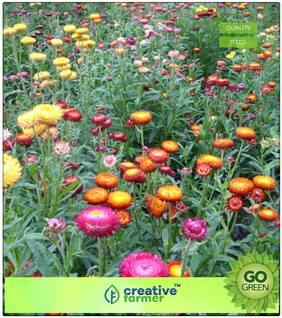 Winter Seeds For Home Garden : Angustifolium Premium Kitchen Garden Plant Seeds
