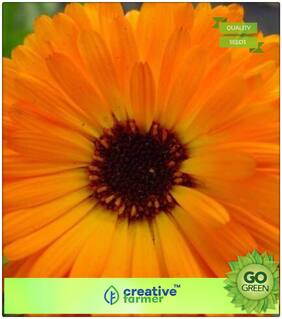 Winter Seeds Flower : Gul-E-Ashrafi Premium Kitchen Garden Plant Seeds
