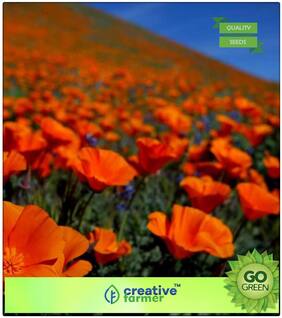 Winter Seeds : California Poppy - Cup Of Gold Premium Kitchen Garden Plant Seeds
