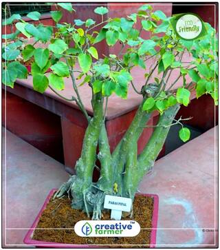Woody Plants Aswattha - Pipal Seed To Plant Bonsai Tree Seeds Tree Bonsai Seeds Perfect Home Garden Plant Seeds