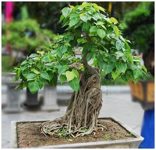 Woody Plants Aswattha - Pipal Seed To Plant Bonsai Suitable Tree Seeds Pack By Creative Farmer