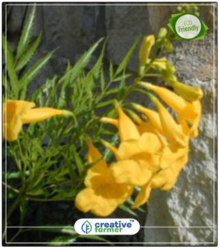 Yellow Colour Flower Trumpetbush Flower Seeds For Rainy Season Bonsai Plant Garden Flower Seeds Flower Bonsai Seeds Perfect Home Garden Plant Seeds