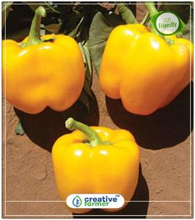 Yellow Colour Capsicum Ornamental Plant Seeds Perfect Home Garden Plant Seeds