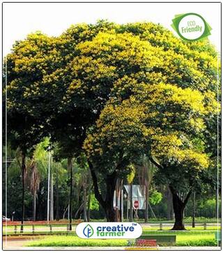 Yellow Gold Mohur Flowering Tree Seeds Perfect Home Garden Plant Seeds