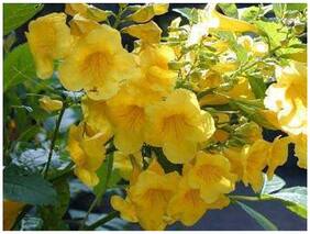 Yellow Trumpetbush Yellow Flower Flowers Plant Seeds For Home Bonsai Suitable Flowering Plant Seeds Garden Pack By Creative Farmer