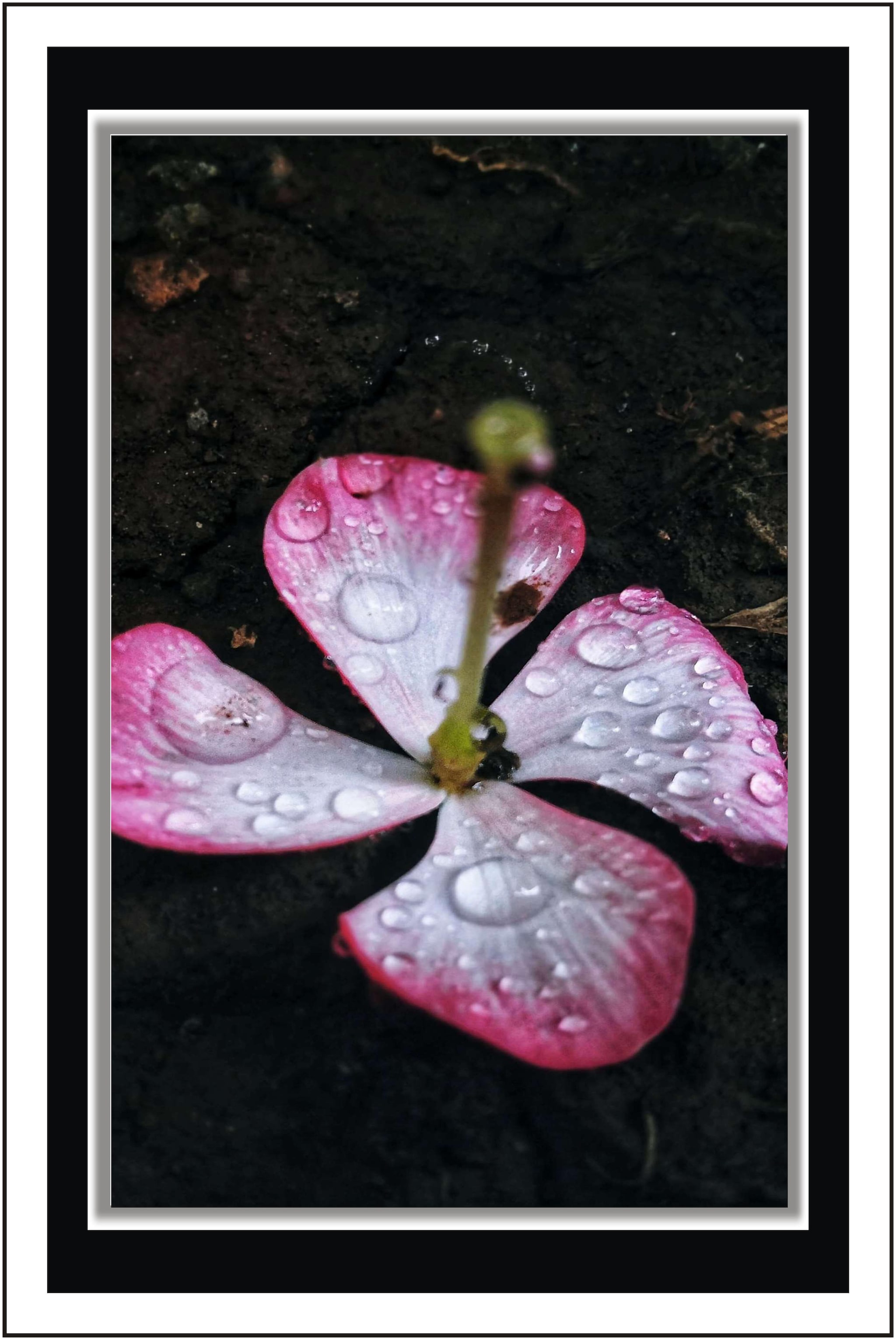 

Yogine After rain - Paper Poster Wall Sticker Print Decor Print - Unframed Rolled -12 inches x 18 inches