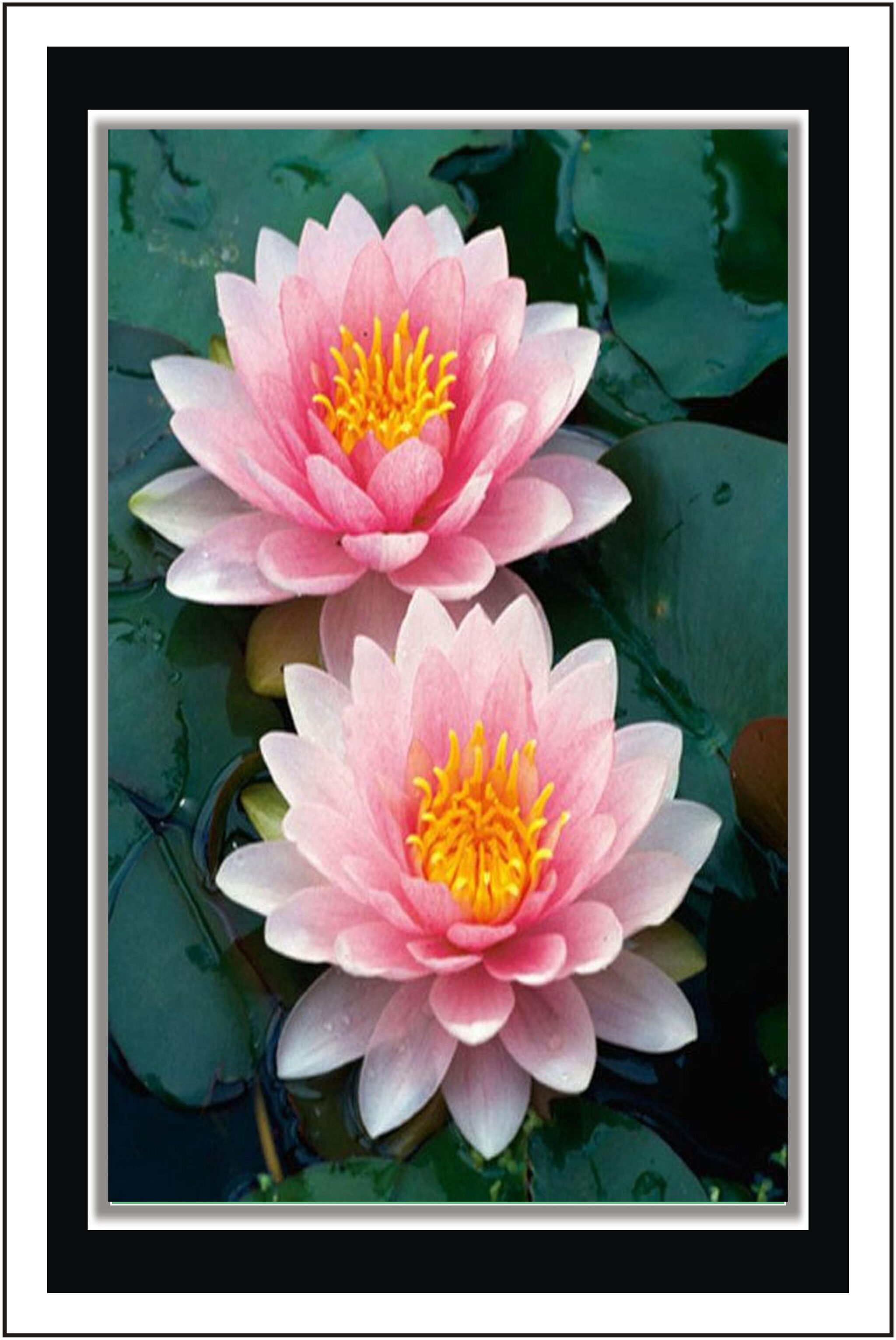 

Yogine Paper Poster Wall Sticker Print Decor Print - Unframed Rolled -12 inches x 18 inches