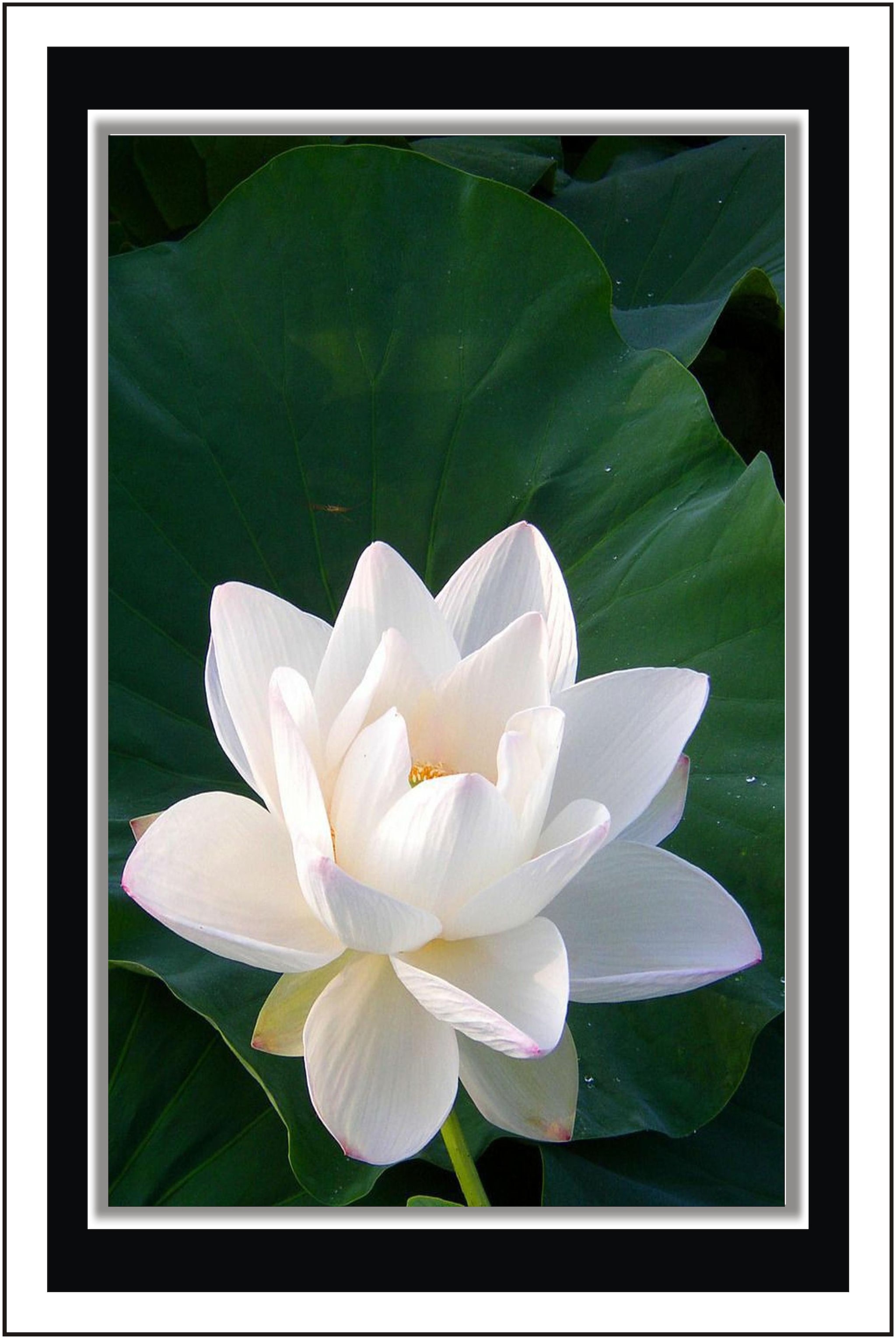 

Yogine Paper Poster Wall Sticker Print Decor Print - Unframed Rolled -12 inches x 18 inches