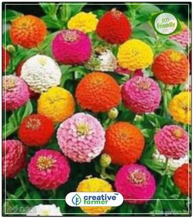Zinnia Elegans Canary Bird Yellow Seeds For Garden Perfect Home Garden Plant Seeds
