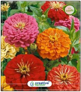 Zinnia Hybrid Double Mixed Seeds Kitchen Garden Seeds For Summer Season Perfect Home Garden Plant Seeds