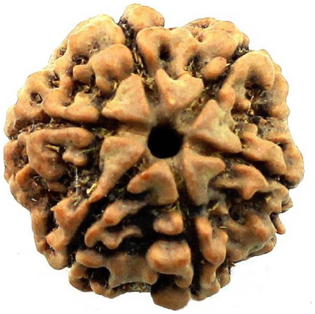 

6 Mukhi Nepali Rudraksha Wood Pendent