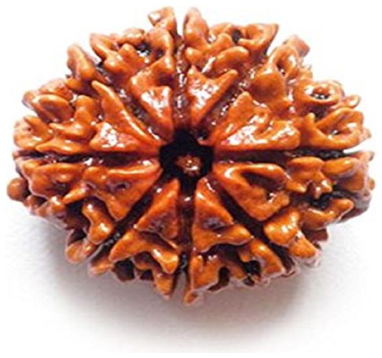 

Gemarry Gems 100 Original Lab Certified 8 Mukhi Face Natural Rudraksh Beads (Unisex)