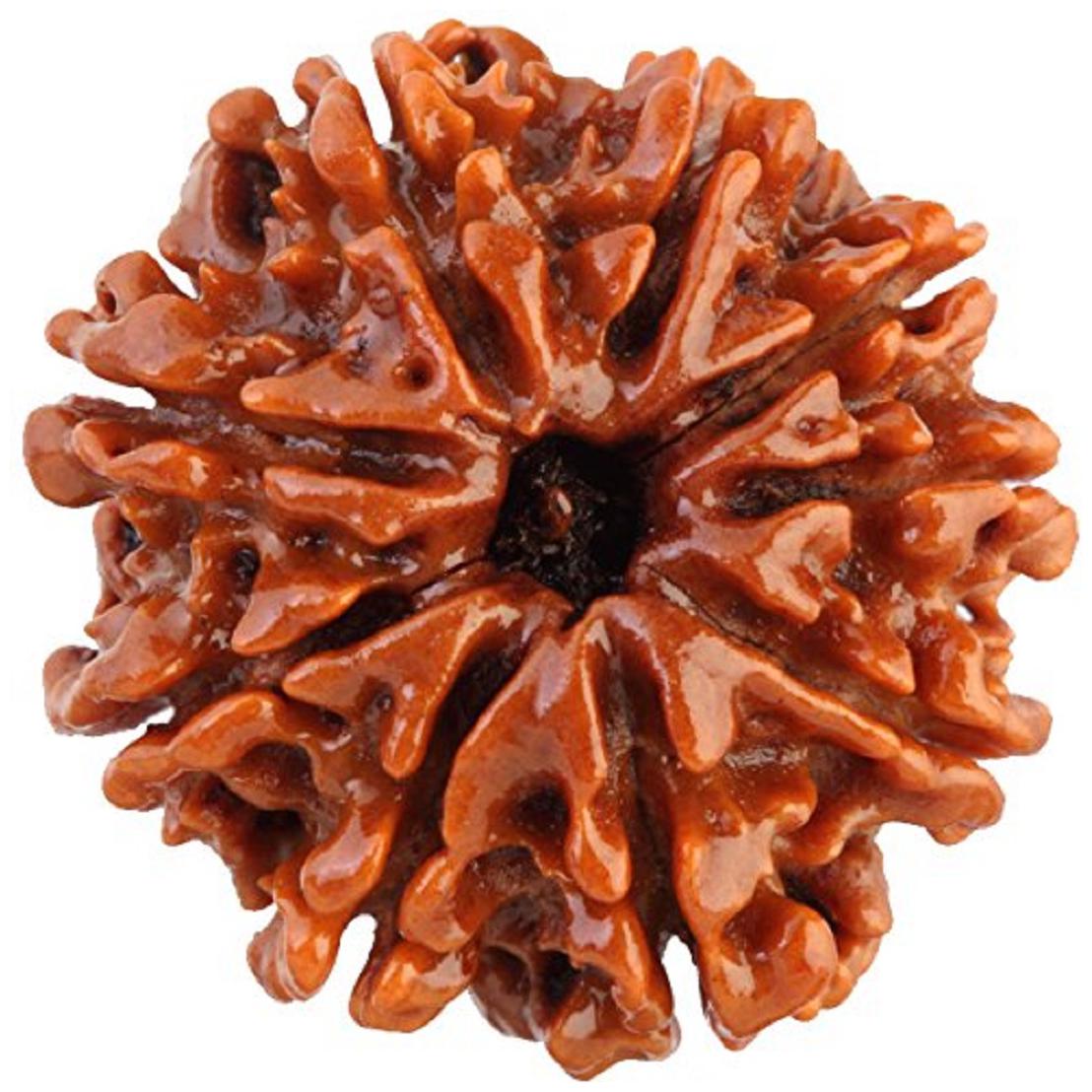 

Gemarry Gems 100 Original Lab Certified 9 Mukhi Face Natural Rudraksh Beads (Unisex)