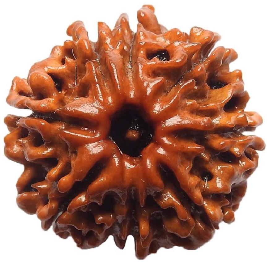 

Krishna Gems 100 Original Lab Certified 8 Mukhi Face Natural Rudraksh Beads (Unisex)