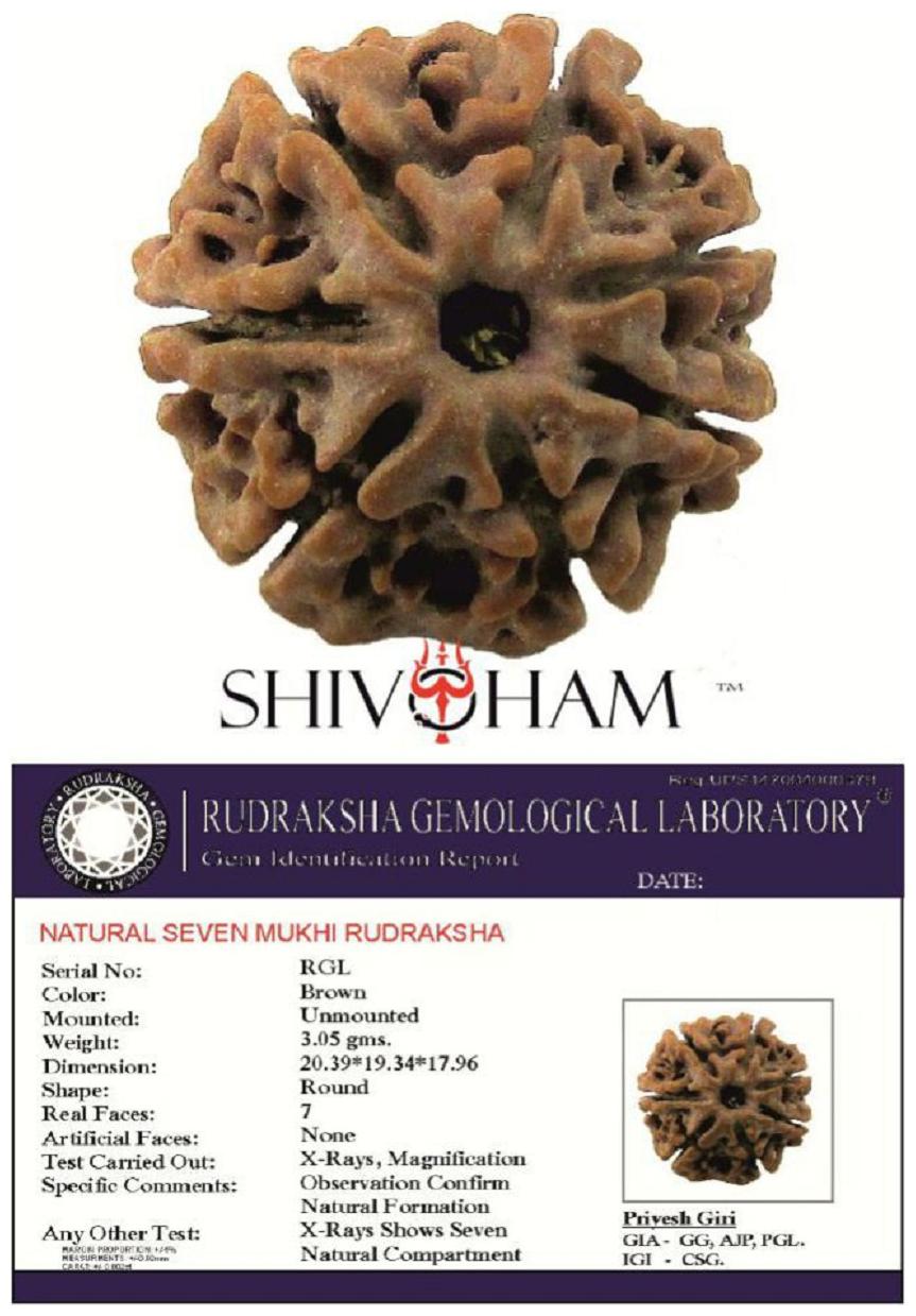 

Shivoham Nepal 7 Mukhi Rudraksha With Lab Certificate 7 Face Rudraksha