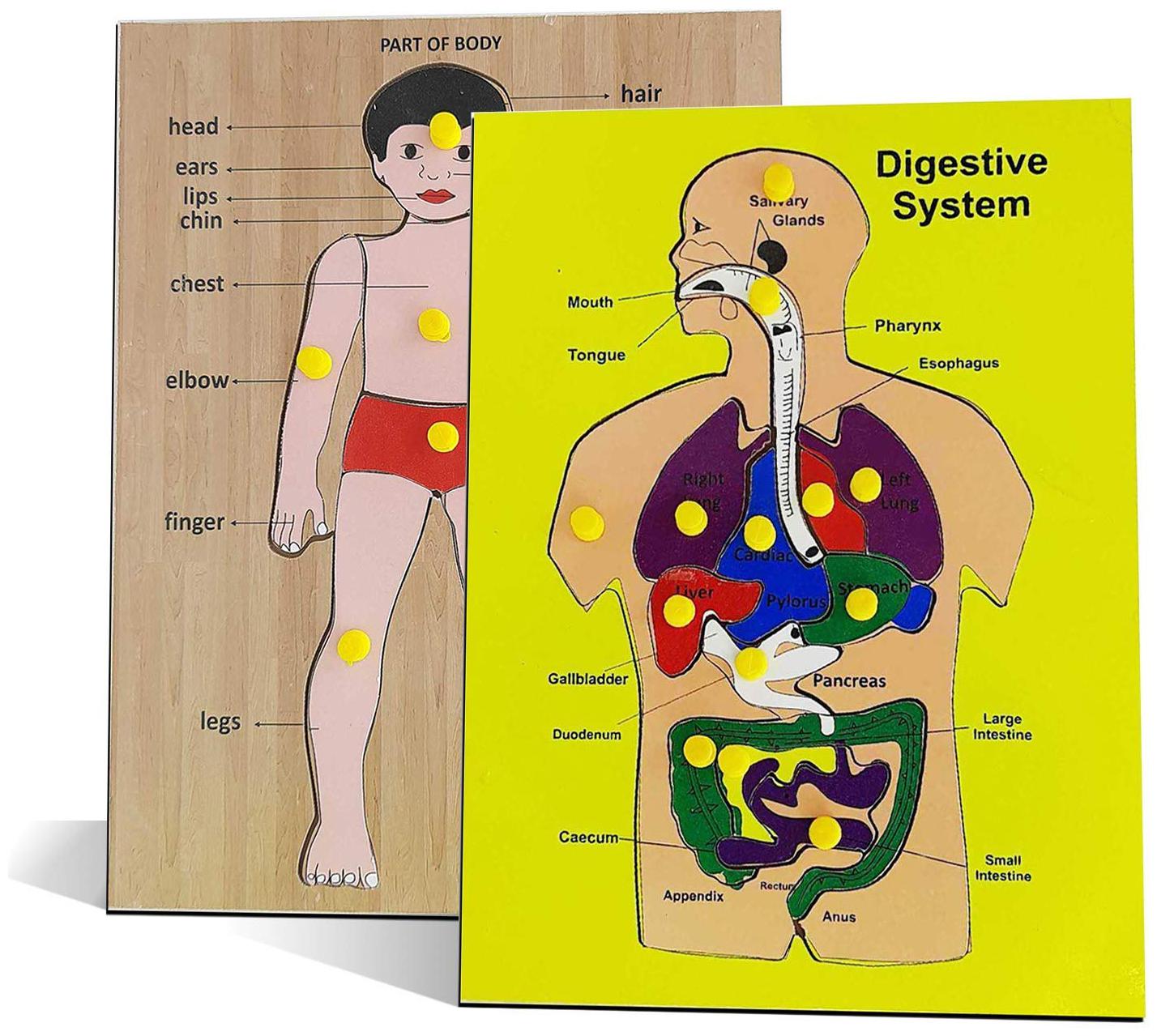 

Kids Mandi Wooden Colorful Learning Educational Puzzle Board for Kids Pack of 2 Puzzle Board Includes Digestive System and Body Part-Multicolor