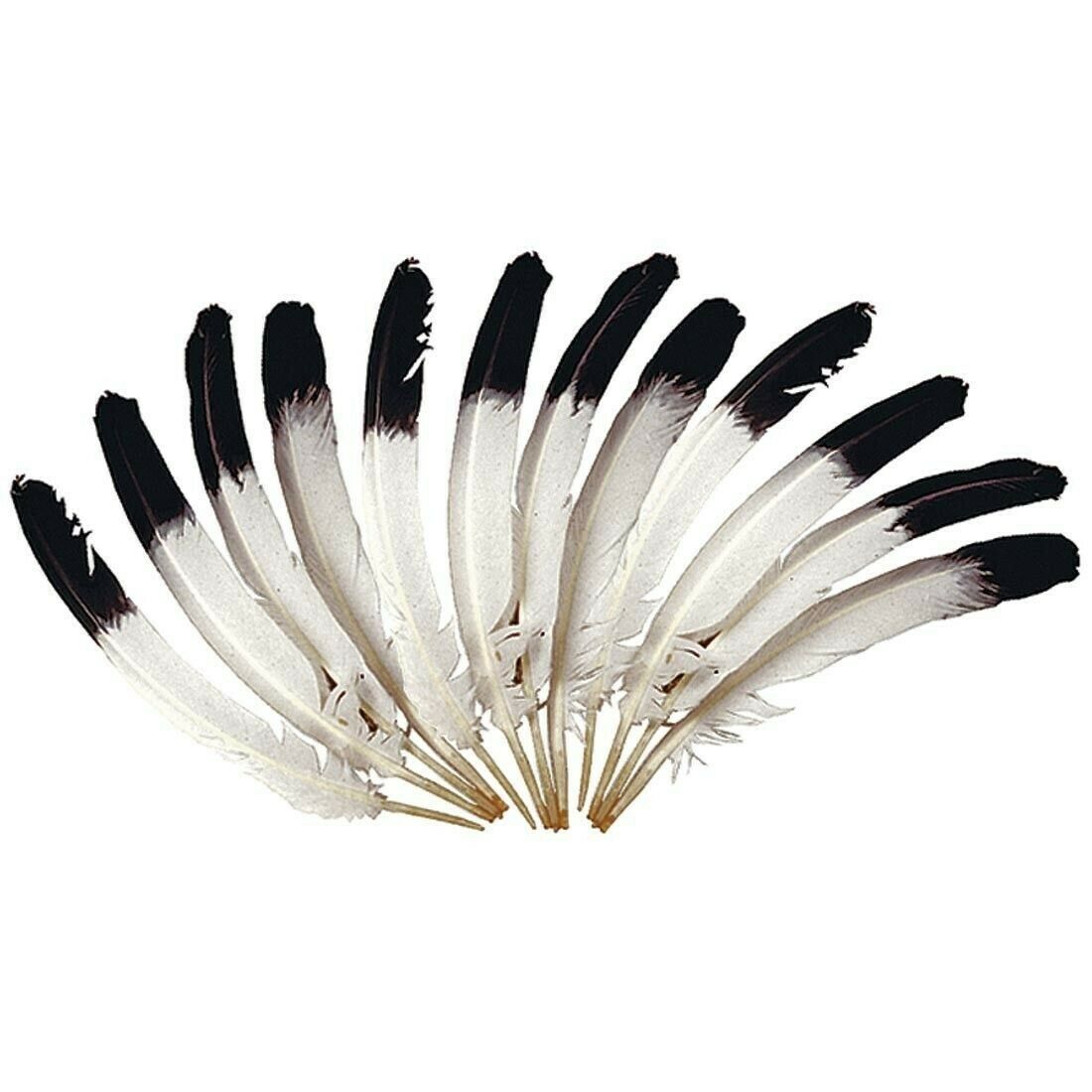 

Smudging Eagle Feather 10-12 (Pack of 10)
